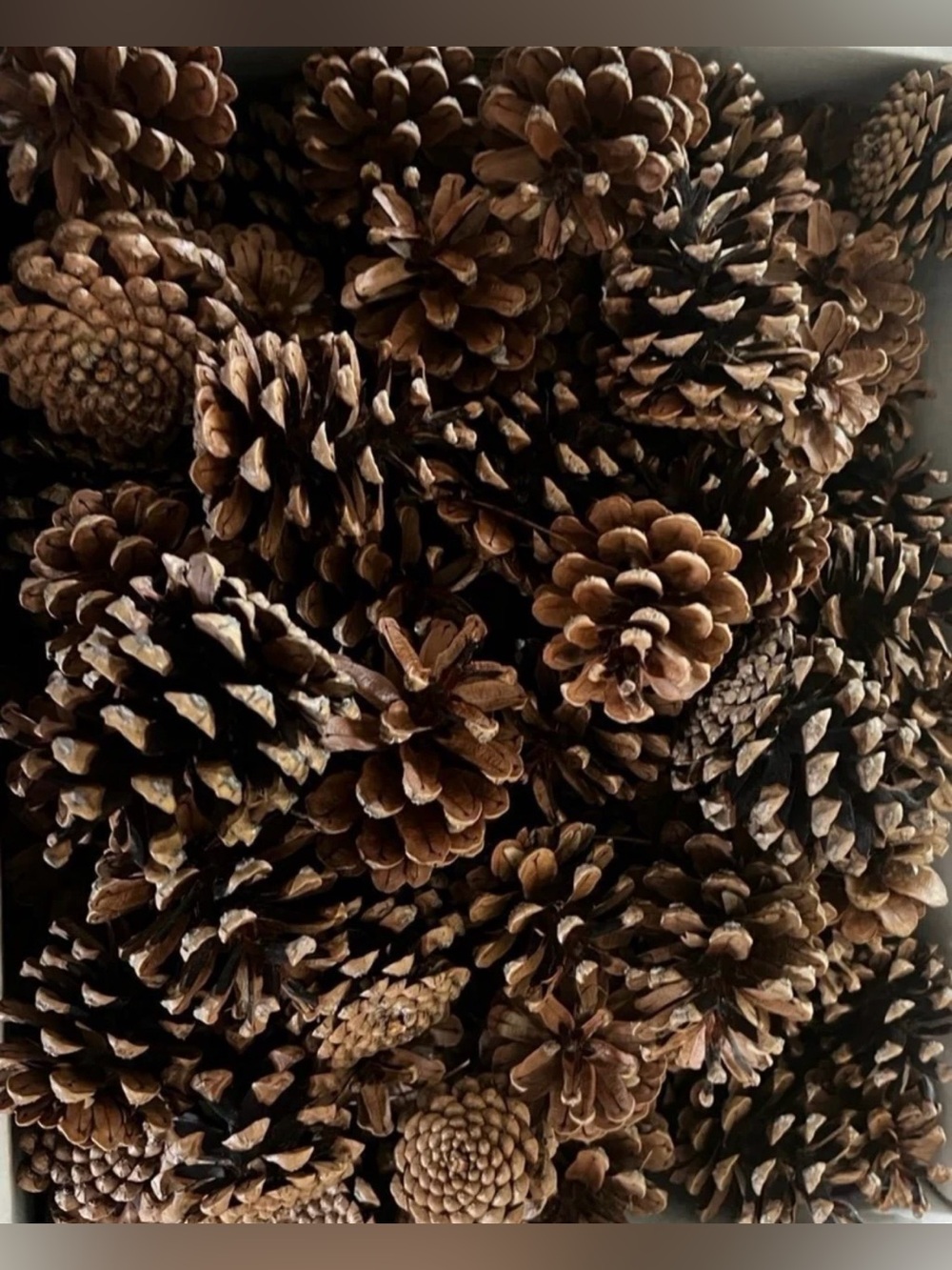 Pine cones large lot of 100 including large and medium sized pine cones